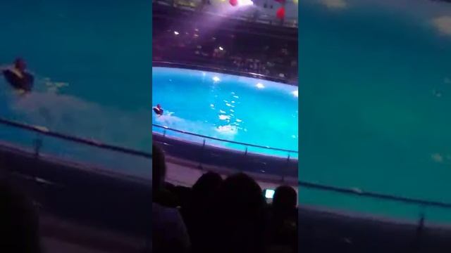 Новосибирск часть 2 дельфинарий смотреть онлайн