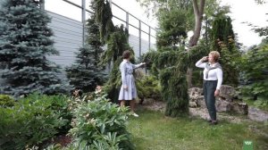 Необычные хвойные растения. Хвойные саду.