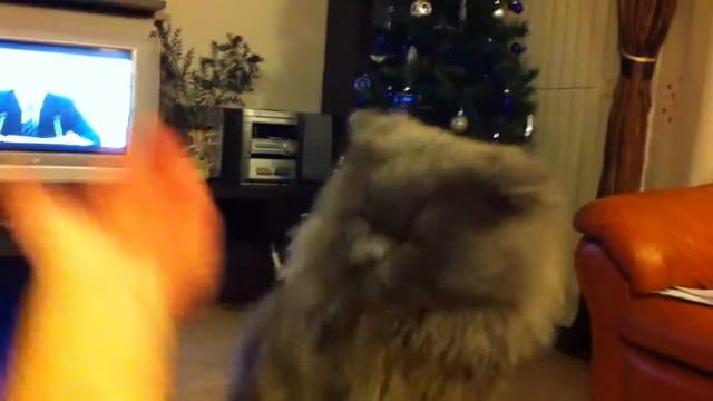 боец цюнька смотреть онлайн