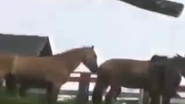 Размножение_животных Спаривание_лошадей Animal_reprodu