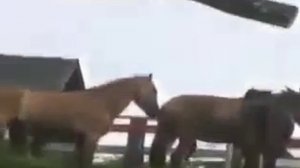 Размножение_животных Спаривание_лошадей Animal_reprodu