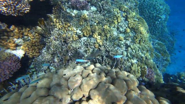 Египет - Фантастический Коралловый Риф Отеля "Fantazia Resort Marsa Alam 5*" (октябрь 2021) смотреть онлайн