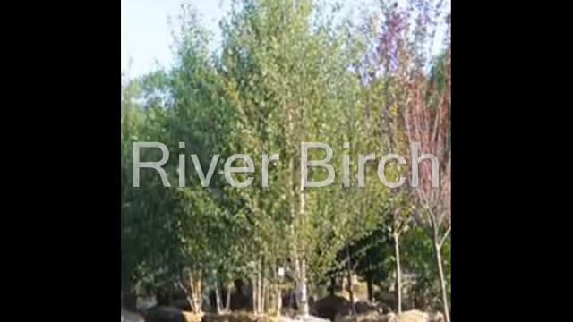 Large Tree Being Cut Down In Bucks County Near Doylestown смотреть онлайн