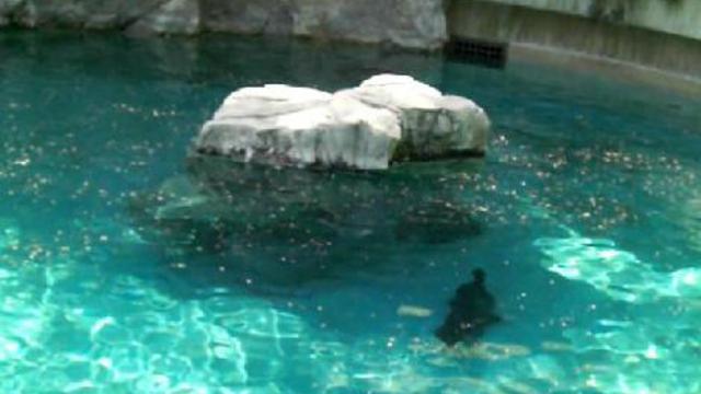 вашингтон зоо 008 смотреть онлайн