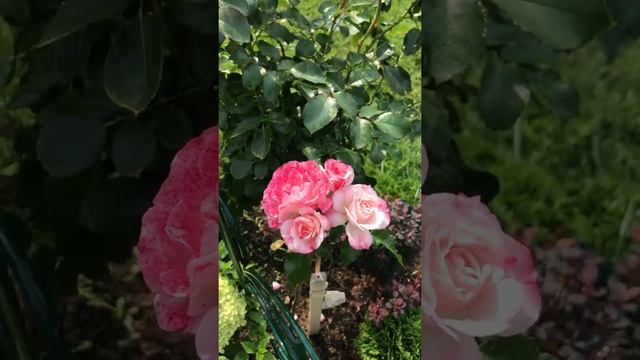 Кто это? Что за роза? Пересорт. смотреть онлайн