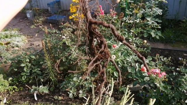 Розы из питомника "MaryRoses" - сделано с любовью ??? смотреть онлайн