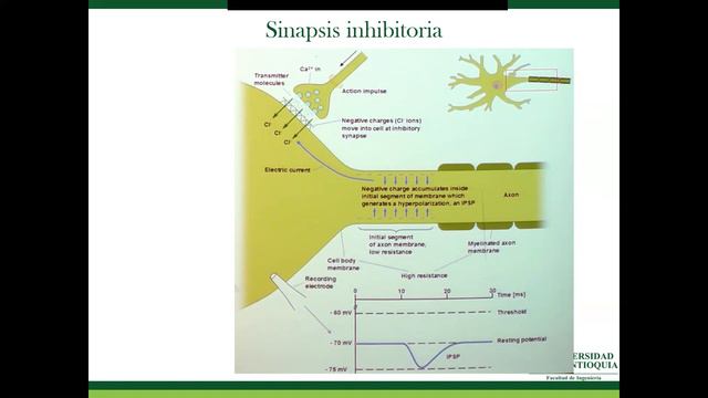 Bioelectromagnetismo, Introducción a la Anatomía y fisiología del fenómeno, Parte 1 смотреть онлайн