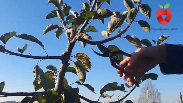 Kako Orezati Voćke
