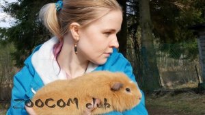 Куи - свинки-монстры. Giant guinea pigs