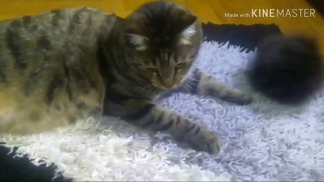 Моё домашнее животное/Барсик.#животные #кошки смотреть онлайн