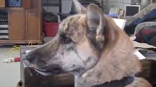 Dad Tells Dog He Gave His Treats To The Cat. Internet Can’t Stop Laughing At Dog’s Comeback смотреть онлайн