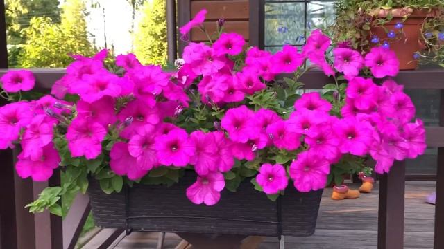 Обзор петунии серии Изи Вейв. Развенчиваем мифы! Не сажайте ее пока не посмотрите!