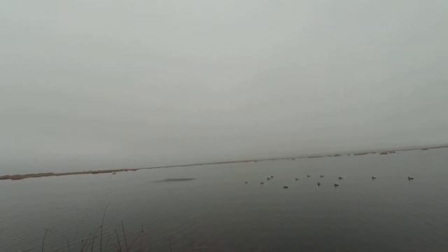 Охота на уток в начале ноября 2020-го. смотреть онлайн