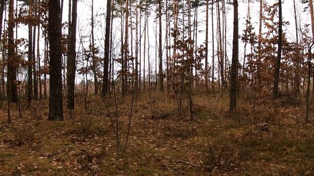 Кто куда, а я в лес за грибами. смотреть онлайн