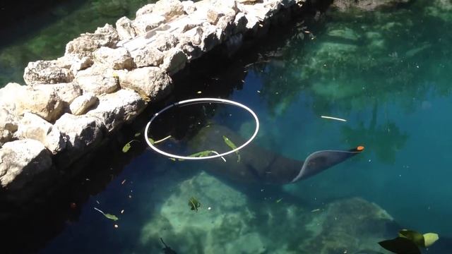 МОРСКАЯ КОРОВА в Мексике смотреть онлайн