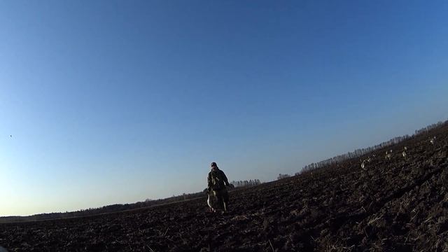 Охота на транзитного гуся Забиваем скрадок травой смотреть онлайн