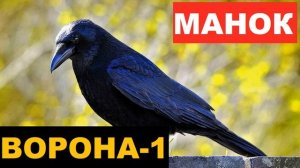 ?ГОЛОС (МАНОК) ВОРОНА 1. КАК РАЗОЗЛИТЬ ВОРОНУ?