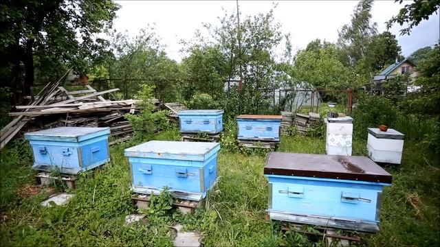 Колодное пчеловодство. Новая колода у бывалого пчеловода. смотреть онлайн