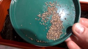 СЕЮ ВЕНИДИУМ