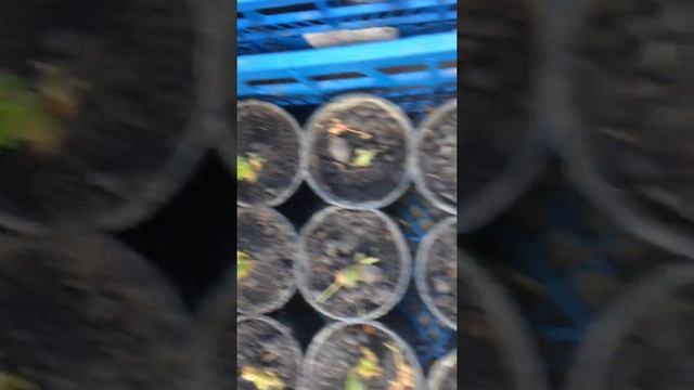 Саженцы клубники , сорт Мара де Буа на второй день после посадки 23 мая 2021 г. смотреть онлайн