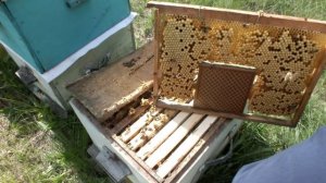 Строительная рамка в гнезде пчелиной семьи.