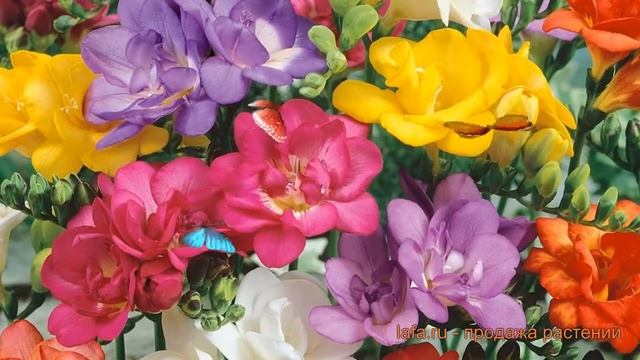 Фрезия гибридная Смесь окрасок (freesia Hybrid) ? обзор: как сажать, луковицы фрезии Смесь окрасок