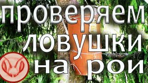 Проверяю ловушки на пчёл  Ловушки из картона и ДВП  провисели всю зиму на деревьях