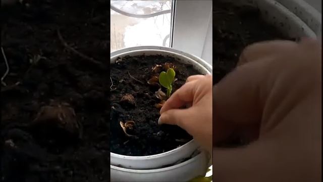 Как избавиться от цветочных мошек? Просто и быстро! смотреть онлайн