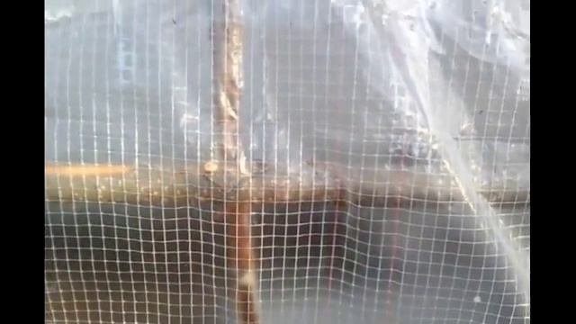 Бюджетная теплица из березовых веток:) смотреть онлайн