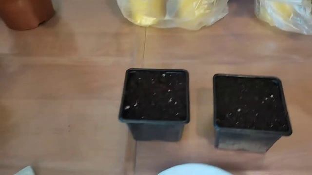 Сажаю, пересаживаю, черенкую.