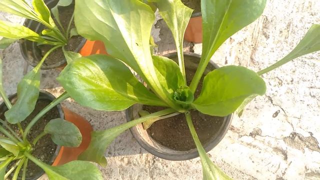 Daisy Bellis Perennis смотреть онлайн