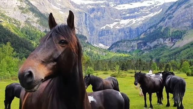 Just Relax | Mountains, Wild Horses | Горы, Дикие лошади | Музыка для медитации, антистресс | FaZa смотреть онлайн