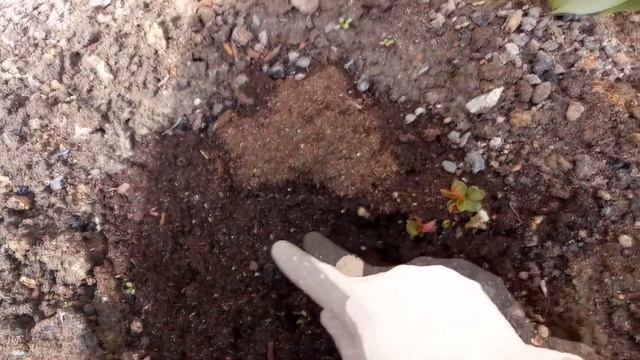 Удобряем розы весной " Нашатырным спиртом" смотреть онлайн