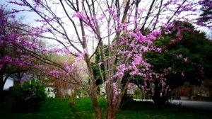 Весна пришла . Церцис канадский или багрянник канадский.