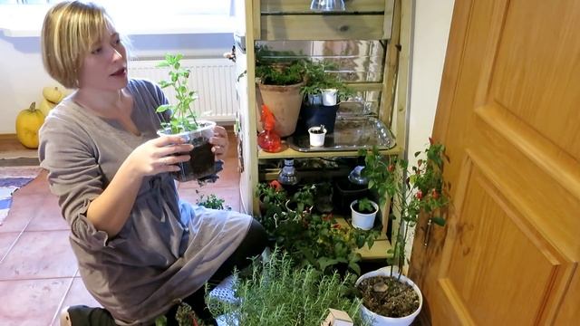 Как организовать домашний огород в квартире? / Что в моем огороде смотреть онлайн
