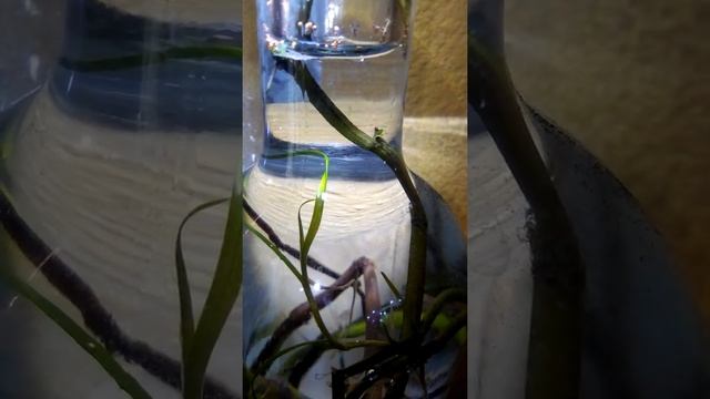 Triops australiensis смотреть онлайн