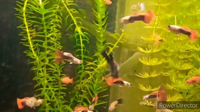 Моллинезия обзор рыбки рождение-нерест содержание и размножение смотреть онлайн