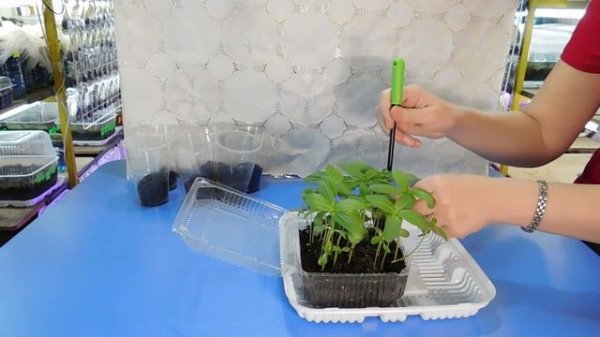 ???КАК ВЫРАСТИТЬ РАССАДУ ЦИННИИ !