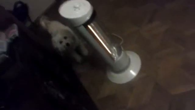 приведенье нападали на собоку)) смотреть онлайн