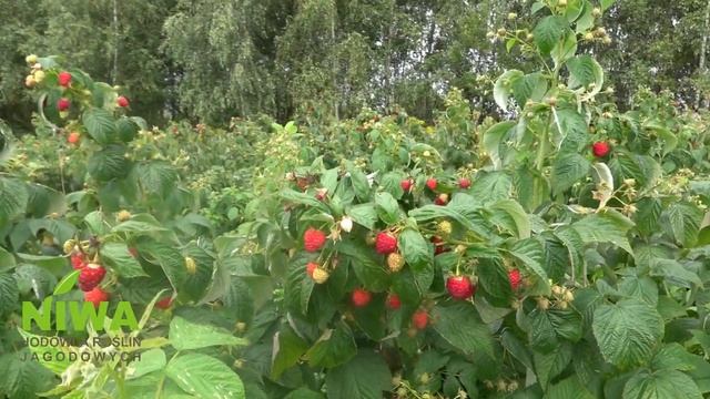 DELNIWA - malina na plantacje towarowe i do ogrodu. смотреть онлайн