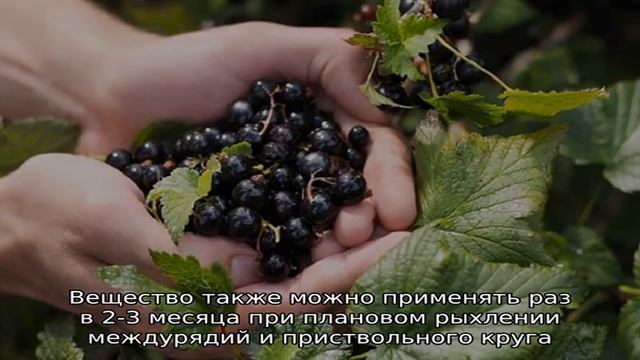 Чем хороша зола для смородины и как её применять с максимальной пользой смотреть онлайн