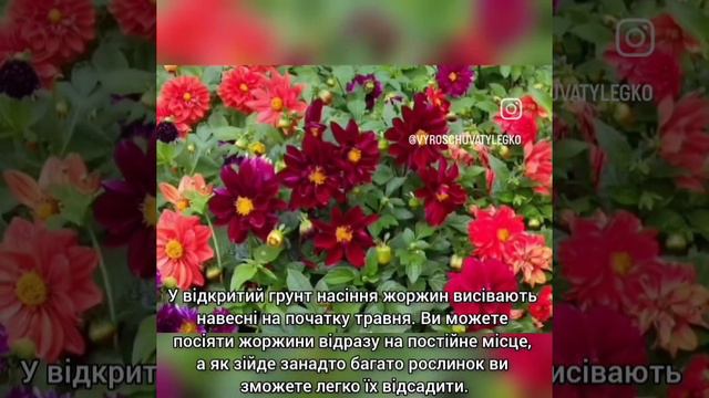 Про вирощування однорічних жоржин смотреть онлайн