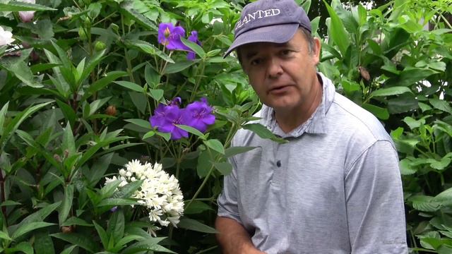 Four Plants for Late Summer Color смотреть онлайн