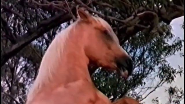 Клип на Тауру... смотреть онлайн