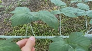 как формирую куст ежевики на одном месте