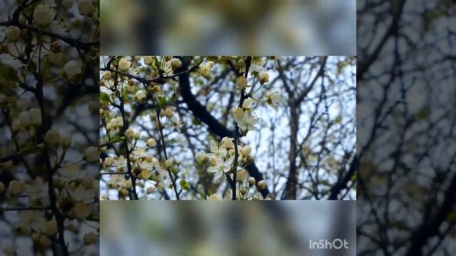 Распустилась черемуха (читает Анни Никонова)#стихи #поэзия #любовь смотреть онлайн