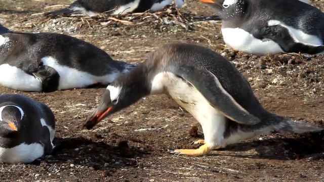 Gentoo Penguin Building a Nest Out of Mud смотреть онлайн