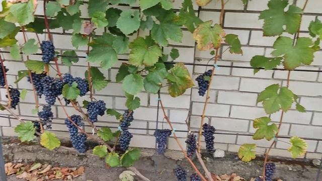 Шардоне, Чёрный Жемчуг, Цвайгельт. Воронеж. 08.09.2023.