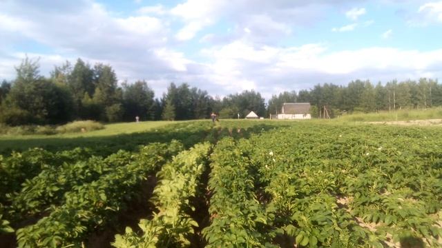 третье окучивание катрошки.(завершающее) смотреть онлайн