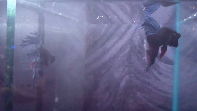 ПЕТУШКИ В МАГАЗИНЕ "АКВА-МИР" смотреть онлайн